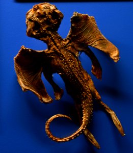 Jenny Haniver Museum Histoire Naturelle Genève 22102014