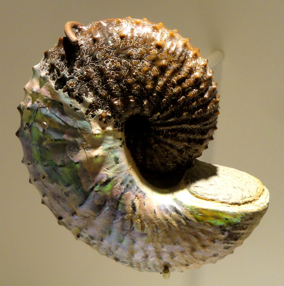 Jeletzkytes nodosus, Late Late Cretaceous, Fox Hills Formation, South Dakota, USA - Houston Museum of Natural Science - DSC01908
