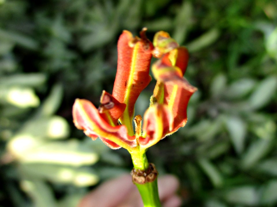 Jelutong (Dyera costulata) young leaves