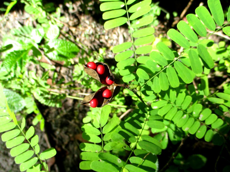 Jequirity habit and pods