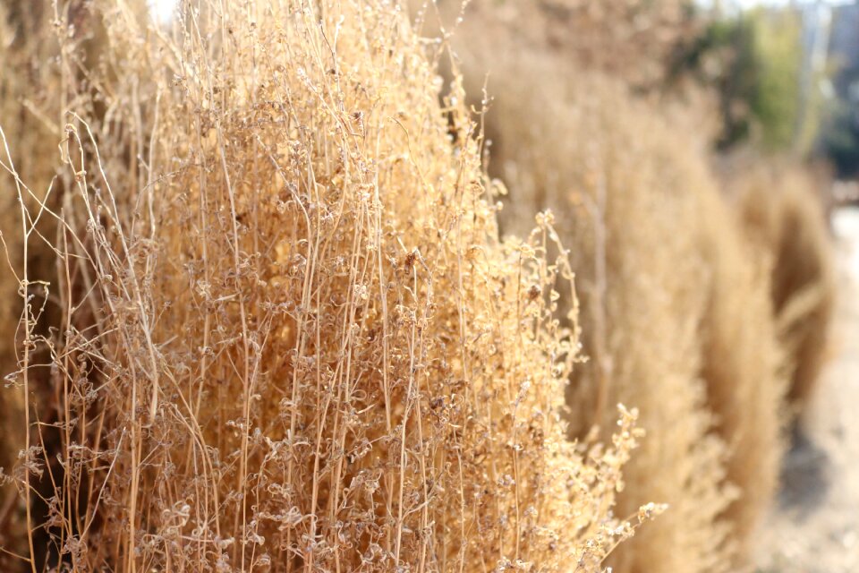 Park in autumn plants