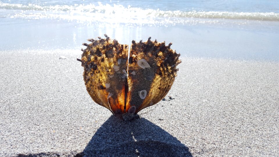 Creature crassostrea pacifica sand