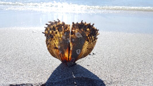 Creature crassostrea pacifica sand