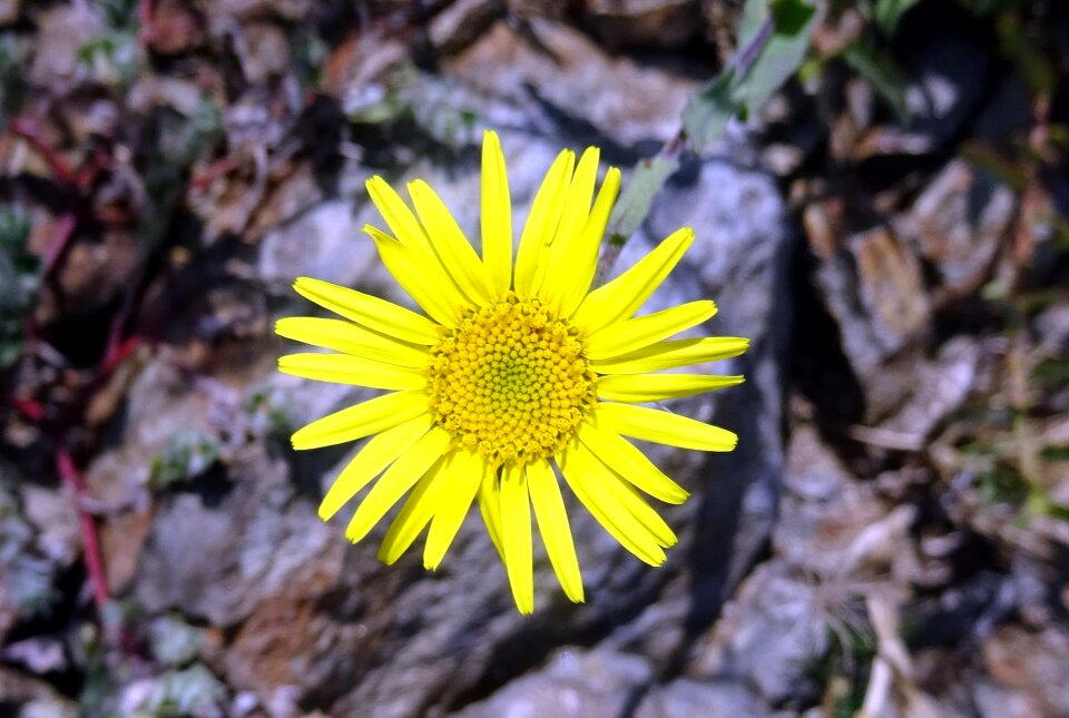 Sonela pulicaria wightiana asteraceae