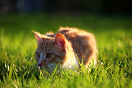 Red cat young cat domestic cat