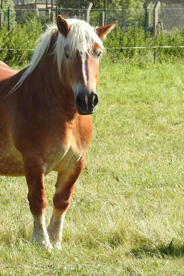 Mare mane pferdeportrait