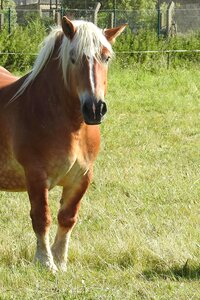 Mare mane pferdeportrait