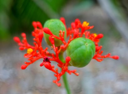 Jatropha podagrica - McKee Botanical Garden - Vero Beach, Florida - DSC03000