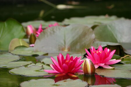 Water nature lily photo