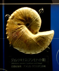 Jeletzkytes spedeni - National Museum of Nature and Science, Tokyo - DSC07675