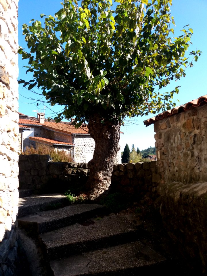 Jaujac - Village médiéval, vieil arbre