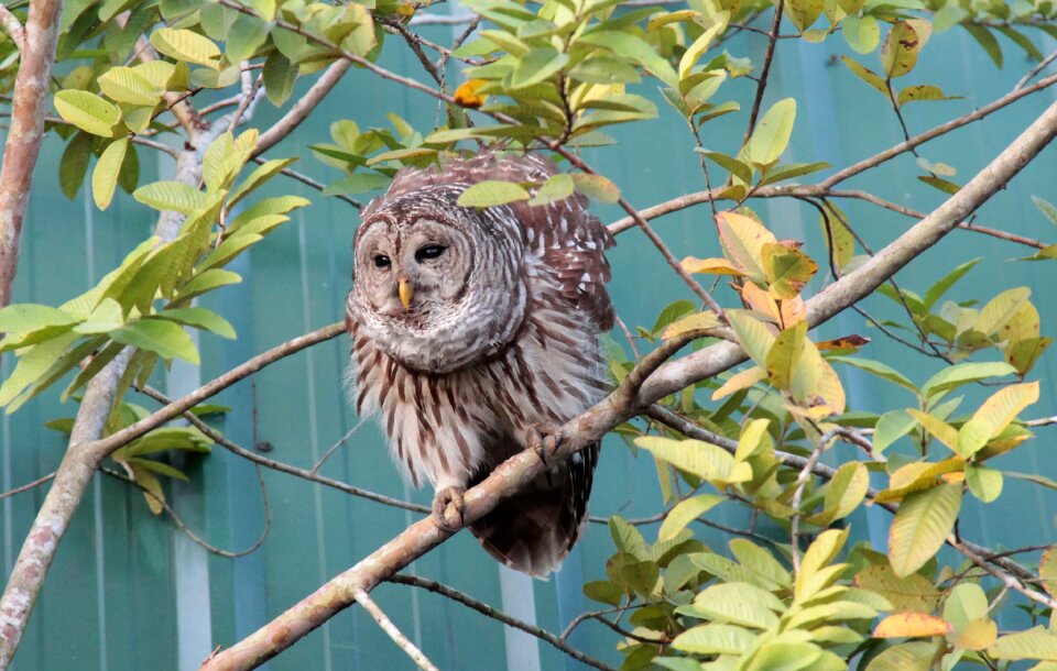 Forest forests eagle owl