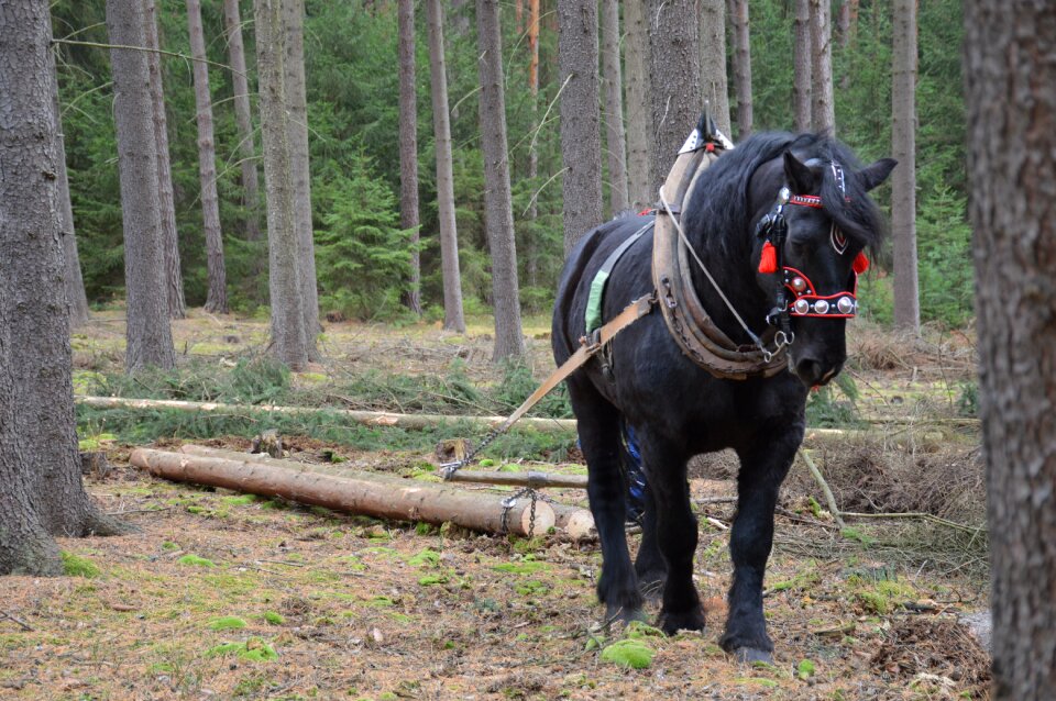 Logs concentration vyklizování