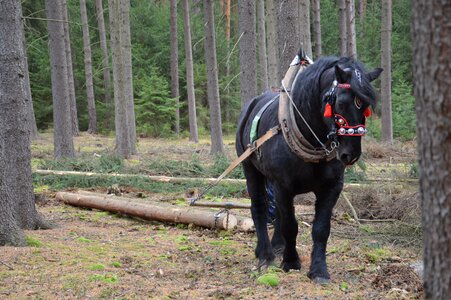 Logs concentration vyklizování