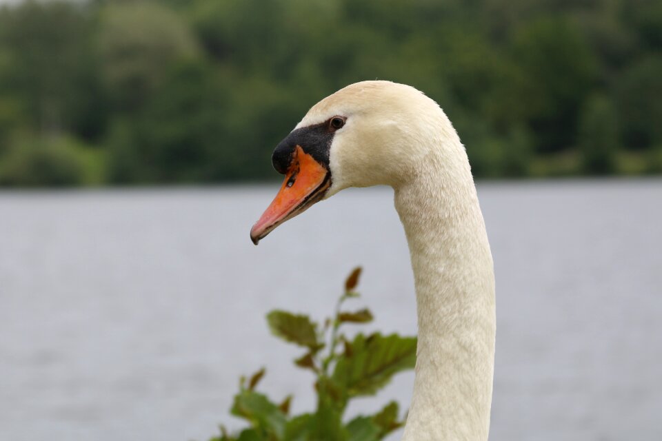 Feathers pond waterfowl