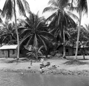 Javaanse kampong in de Van Drimmelenpolder in Nickerie, Bestanddeelnr 252-5528