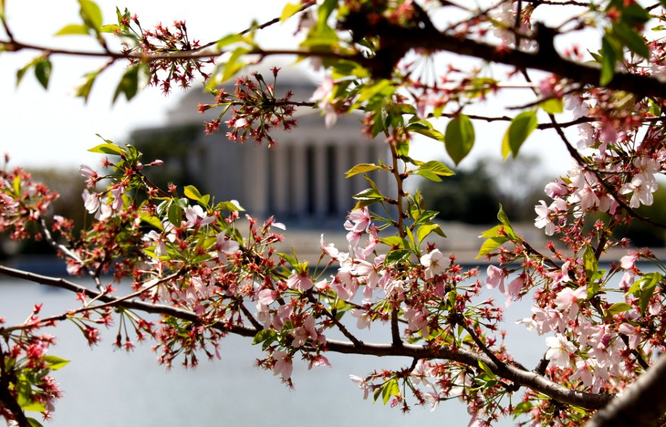 Jefferson Memorial (206519117)