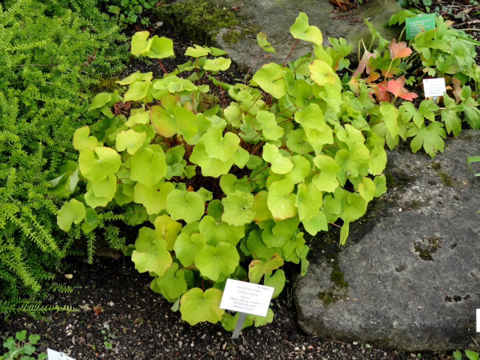 Jeffersonia dubia - Palmengarten Frankfurt - DSC02004