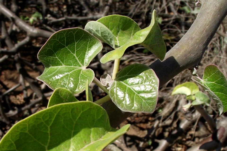 Jatropha cinerea