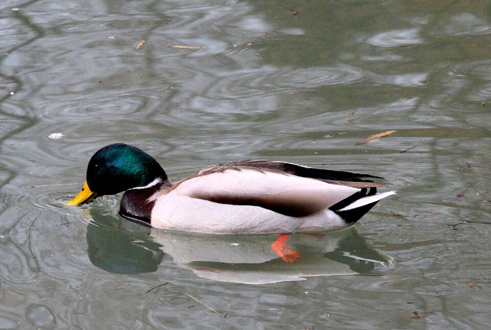 Pond colorful water bird