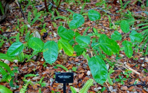 Jatropha integerrima - McKee Botanical Garden - Vero Beach, Florida - DSC03144