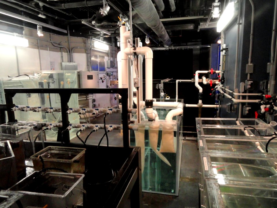 Jelly fish breeding room - MBA - DSC07083