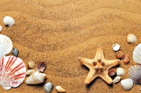 Beach seashells vacation photo