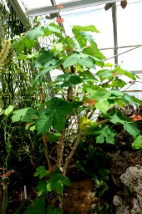 Jatropha podagrica - Krohn Conservatory - DSC03552