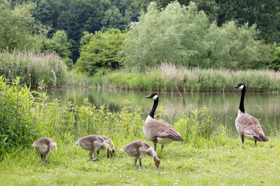 Pond family baby birds