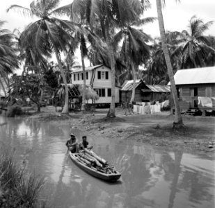 Javaanse kampong in de Van Drimmelenpolder in Nickerie, Bestanddeelnr 252-5526