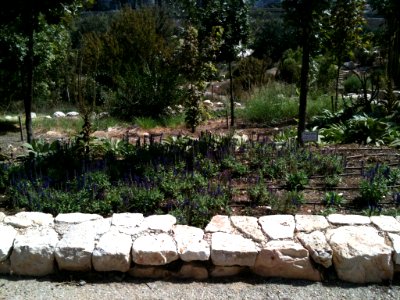 Jerusalem Botanical Gardens IMG 0462