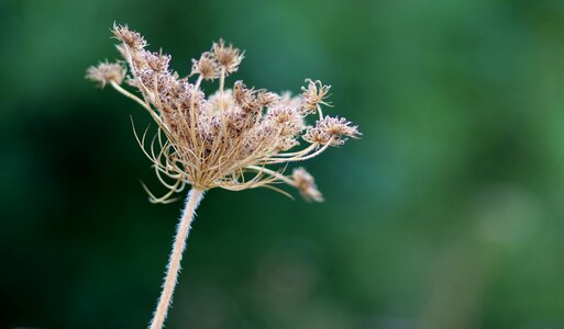 Plant sticky nature