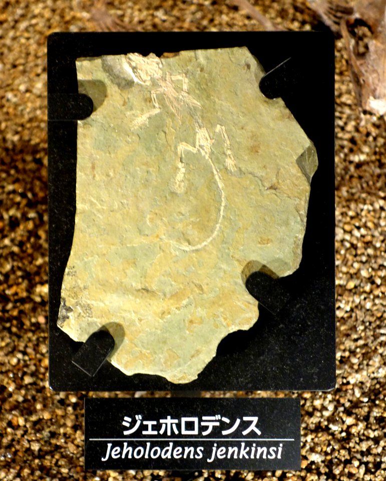 Jeholodens jenkinsi - National Museum of Nature and Science, Tokyo - DSC07776