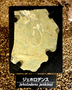 Jeholodens jenkinsi - National Museum of Nature and Science, Tokyo - DSC07776