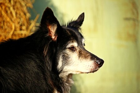Border purebred dog british sheepdog photo