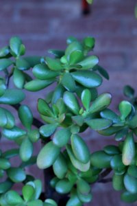 Jade Plant, Crassula ovata IMG 3630