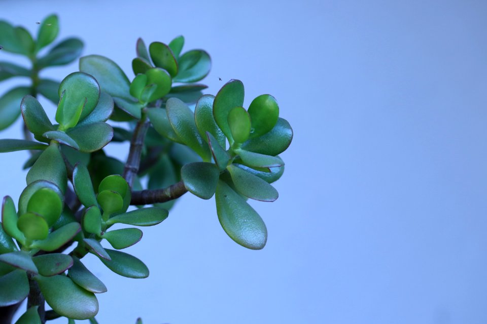 Jade Plant, Crassula ovata IMG IMG 3634