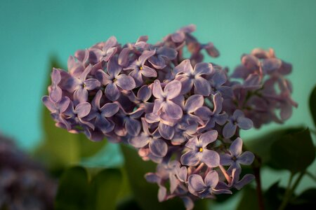 Purple violet bloom photo