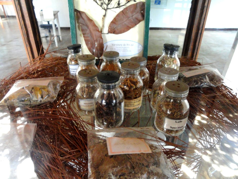 Jars - Herbário Ezechias Paulo Heringer - DSC09784