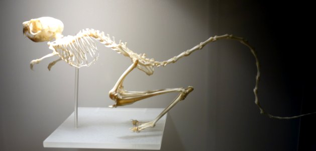 Jaculus orientalis (skeleton) - National Museum of Nature and Science, Tokyo - DSC07496