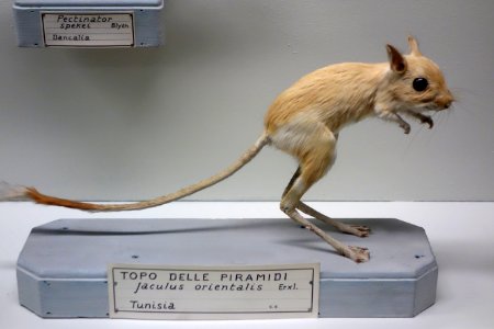 Jaculus orientalis - Museo Civico di Storia Naturale Giacomo Doria - Genoa, Italy - DSC02837