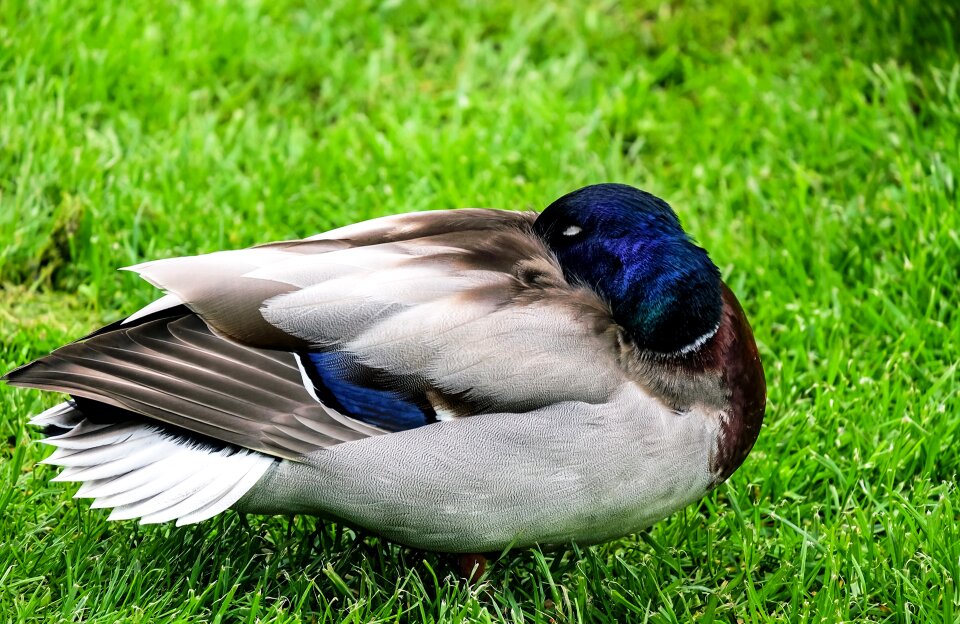 Sleeping duck bird meadow