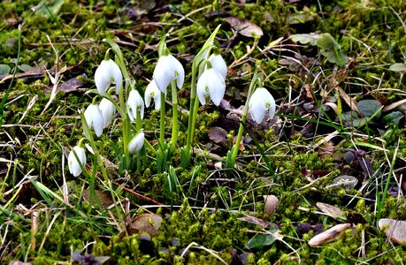 Snowflake spring flowers signs of spring