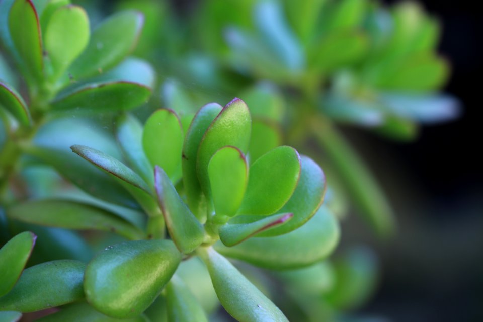 Jade Plant, Crassula ovata IMG 2845