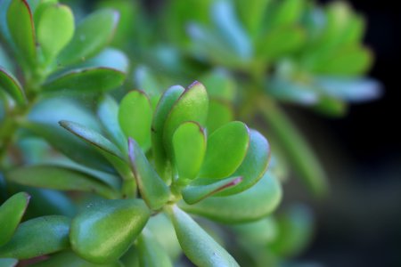 Jade Plant, Crassula ovata IMG 2845 photo