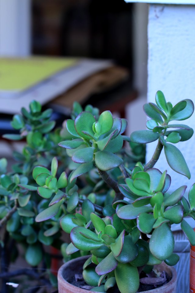 Jade Plant, Crassula ovata IMG 3628