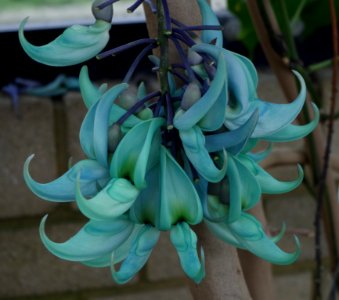 Jade Vine - Kew Gardens