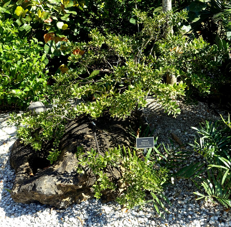 Jacquinia keyensis - Naples Botanical Garden - Naples, Florida - DSC09986