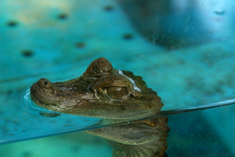 Aquarium reptiles hair