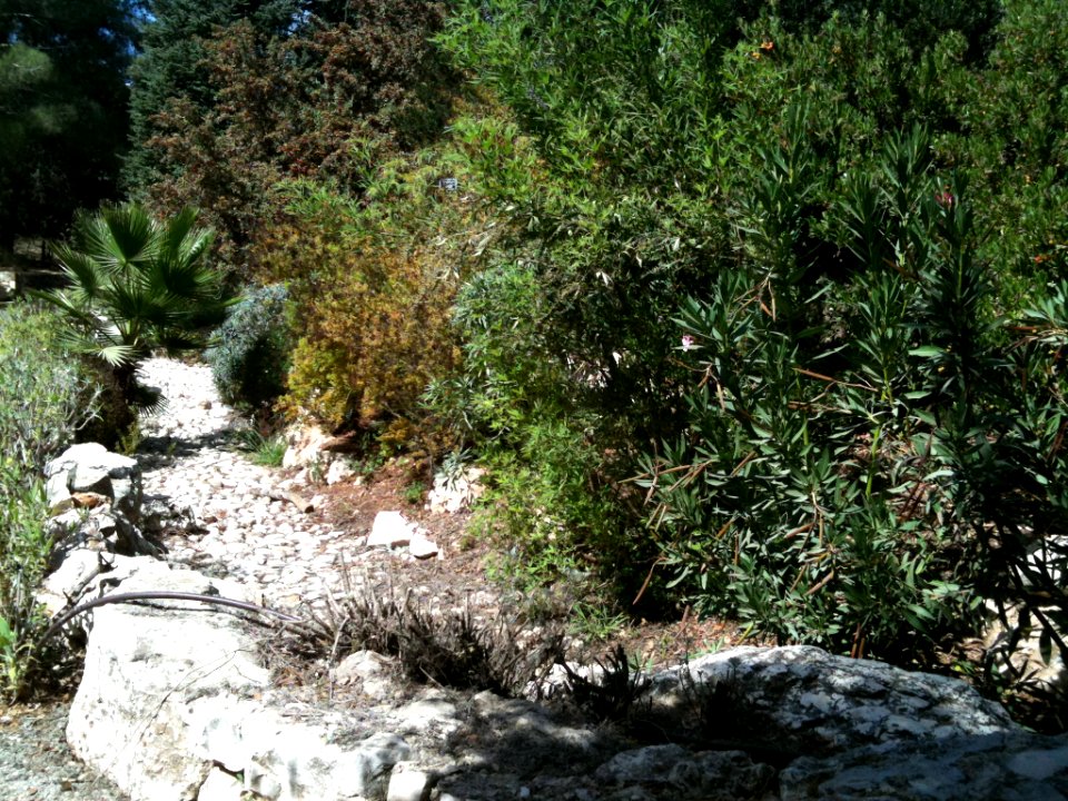 Jerusalem Botanical Gardens IMG 0470